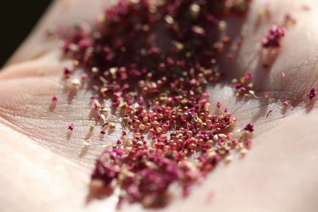 a hand holding a closeup of amaranth seeds and chaff, showing how to harvest flower seeds