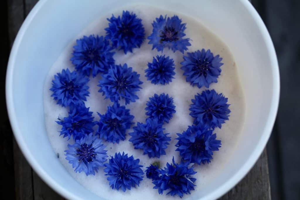 bachelor buttons in a white bowl silica gel- the blue crystals have turned pink and need to be recharged