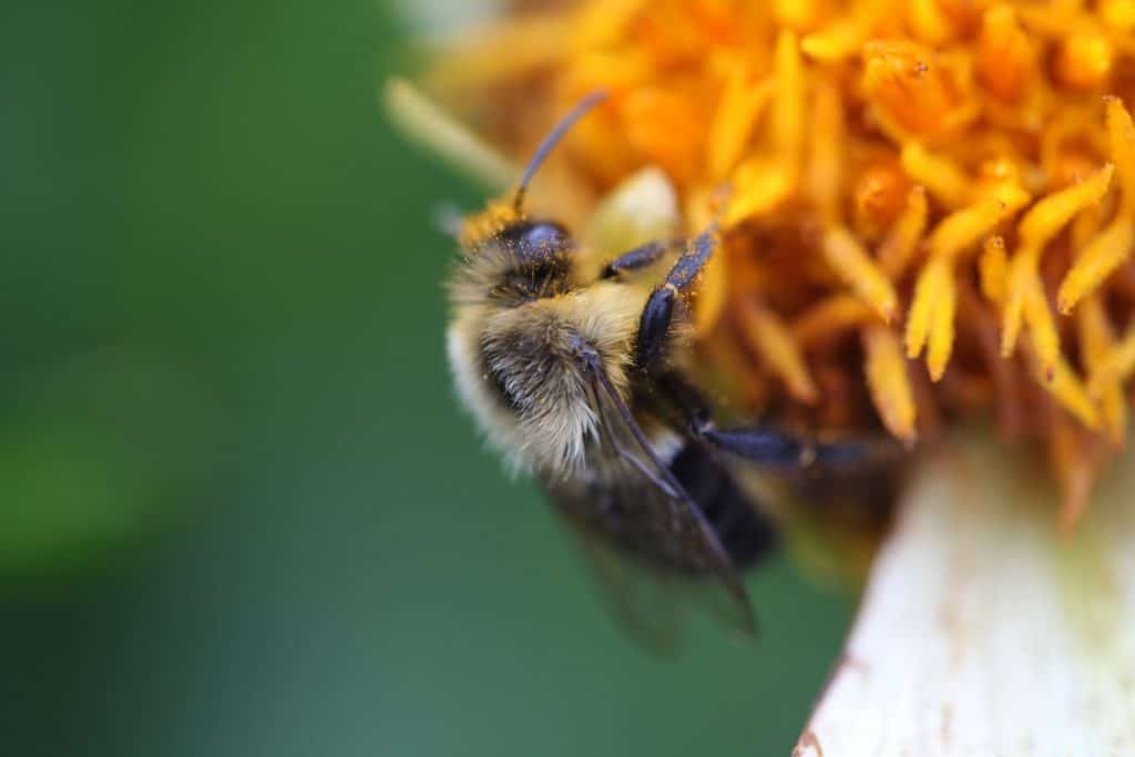 a bee harvesting pollen on a dahlia bloom and covered with pollen