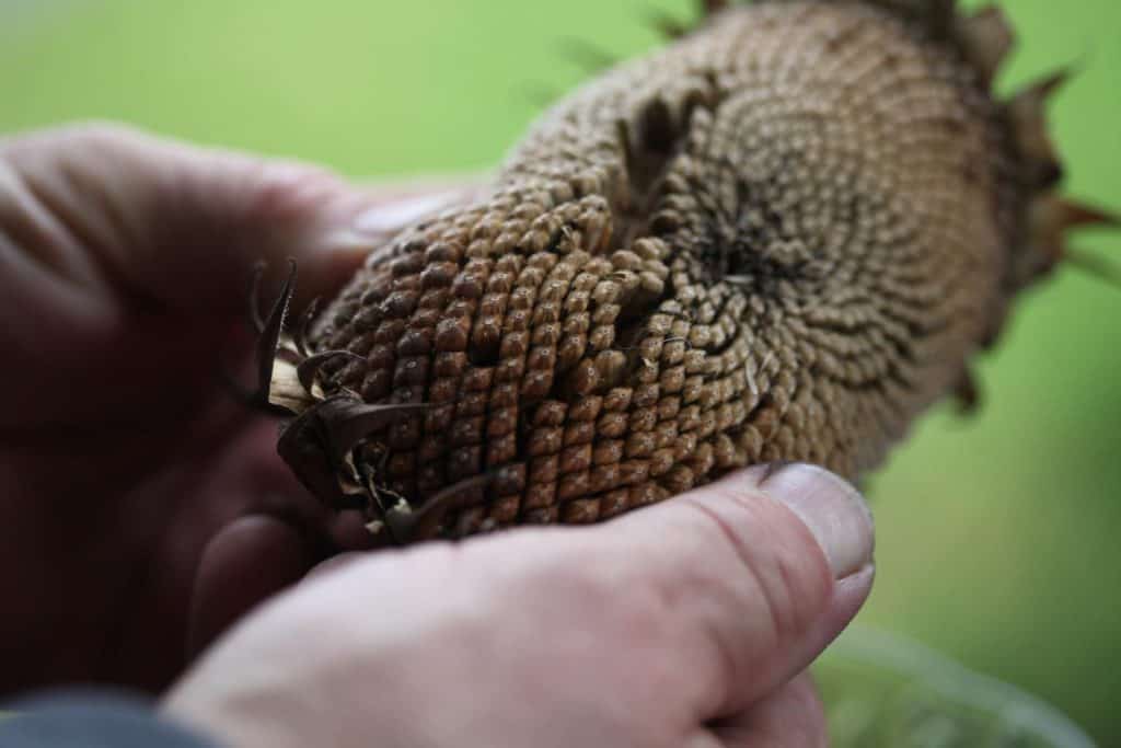 two hands bending a sunflower head to remove the seeds