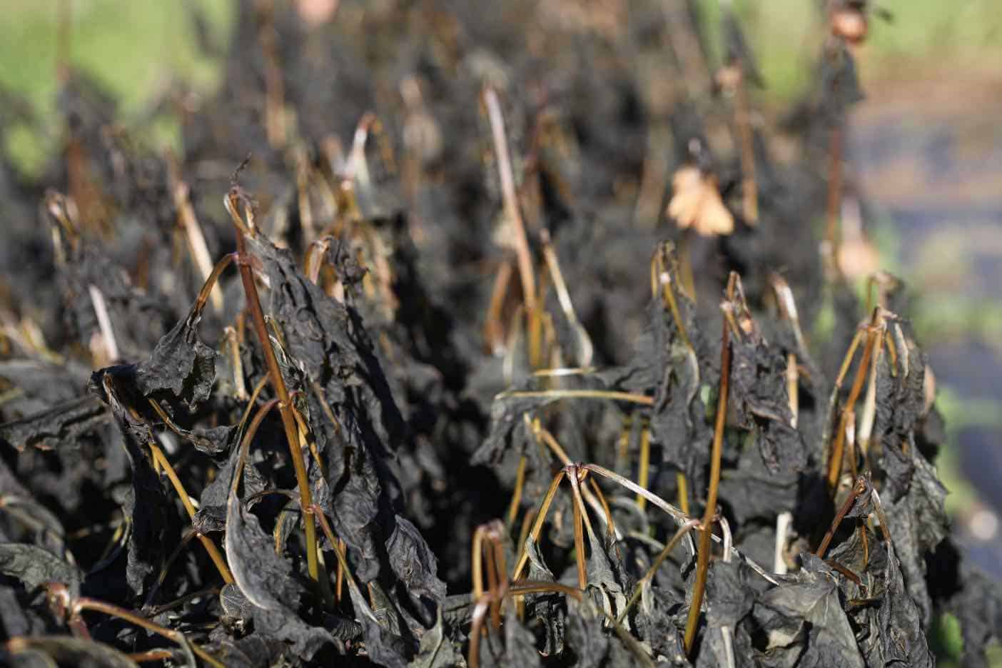 How To Dig Dahlia Tubers Dig, Divide And Store Farmhouse & Blooms