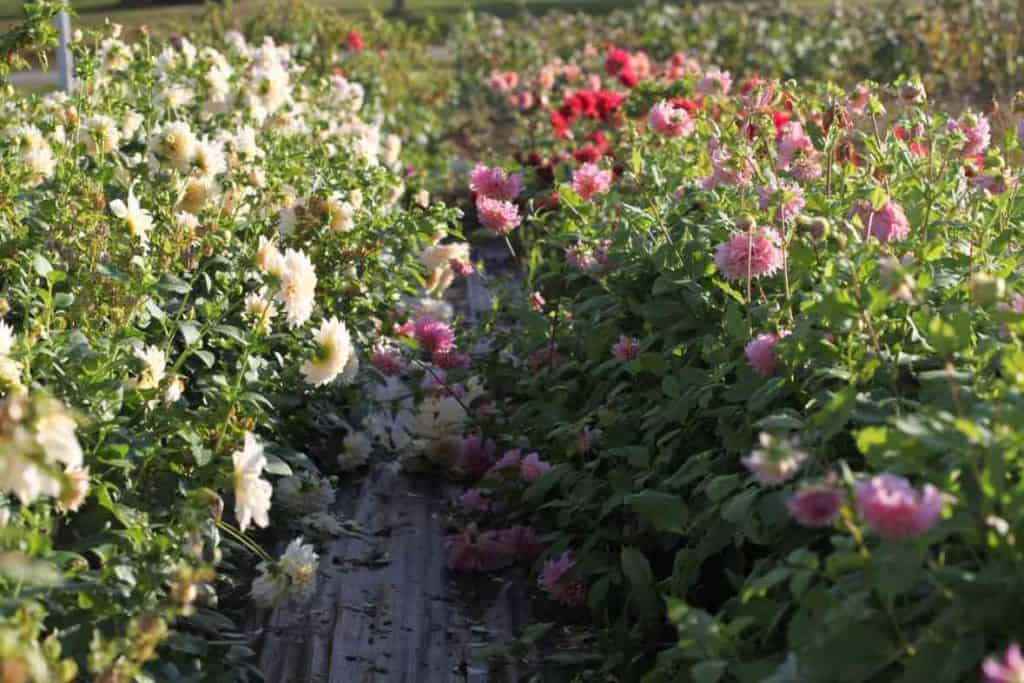 cafe au lait, penhill watermelon, creve coeur dahlias in the garden