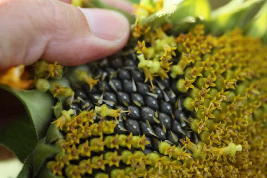 a hand rubbing off the yellow central disc flowers of a sunflower