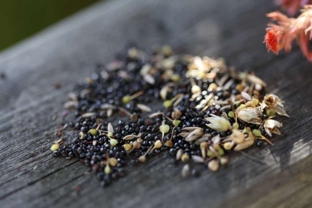 closeup of black shiny celosia seeds and chaff on a grey wooden railing