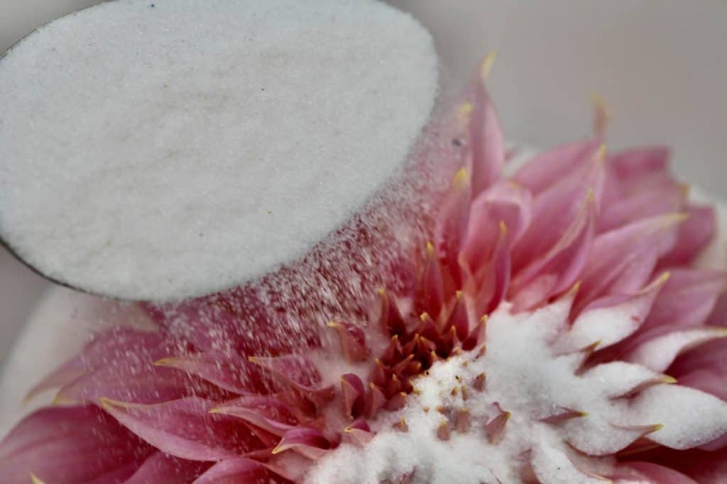 a spoon pouring silica gel on a pink dahlia showing how to completely cover the flowers