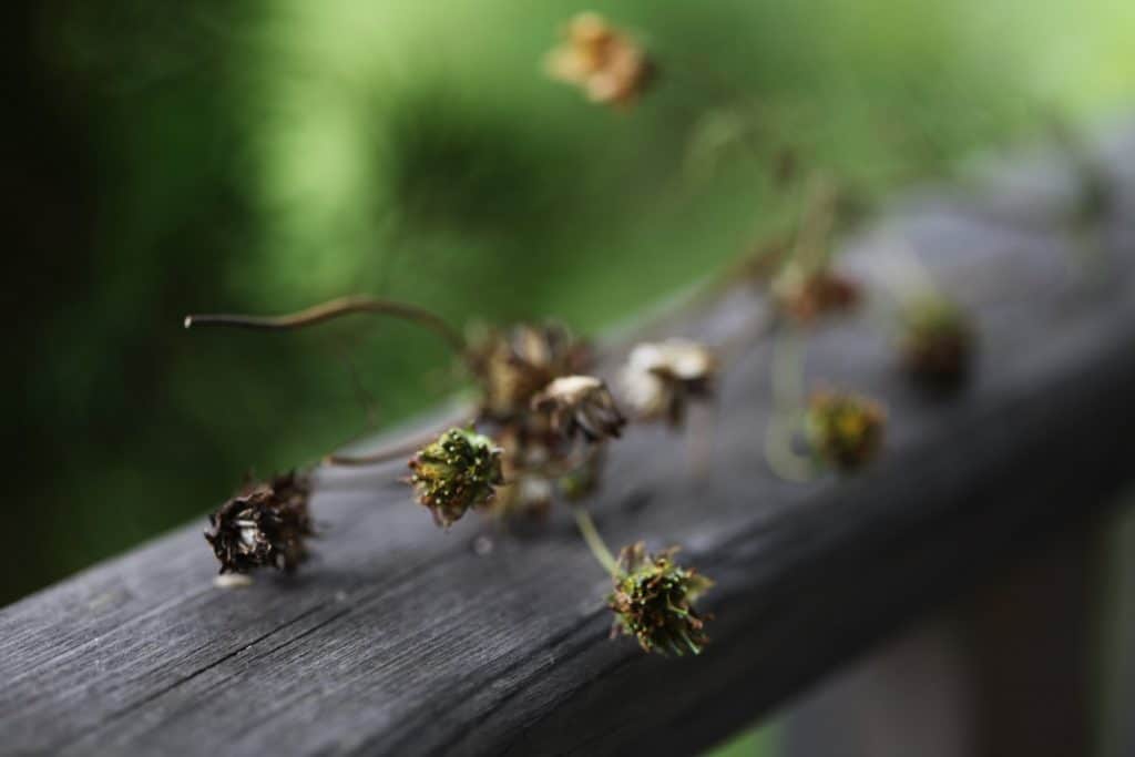 cosmos stem and seedheads in various stages of maturity on a wooden railing