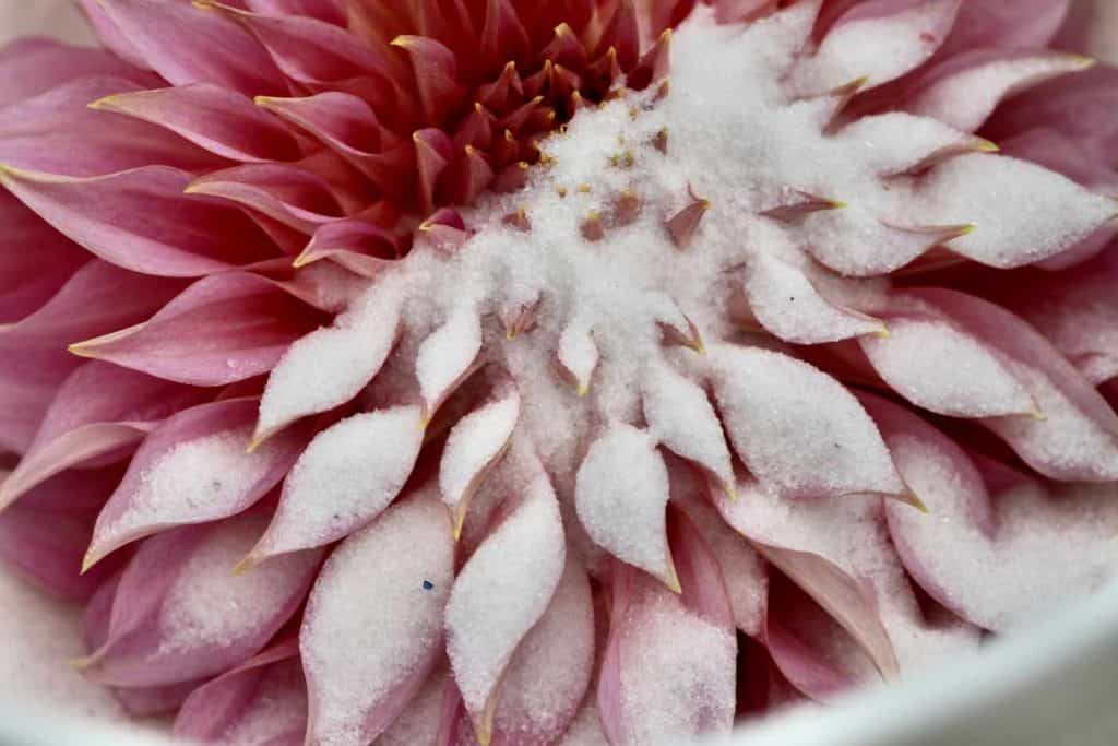 cover the flowers gently with silica gel