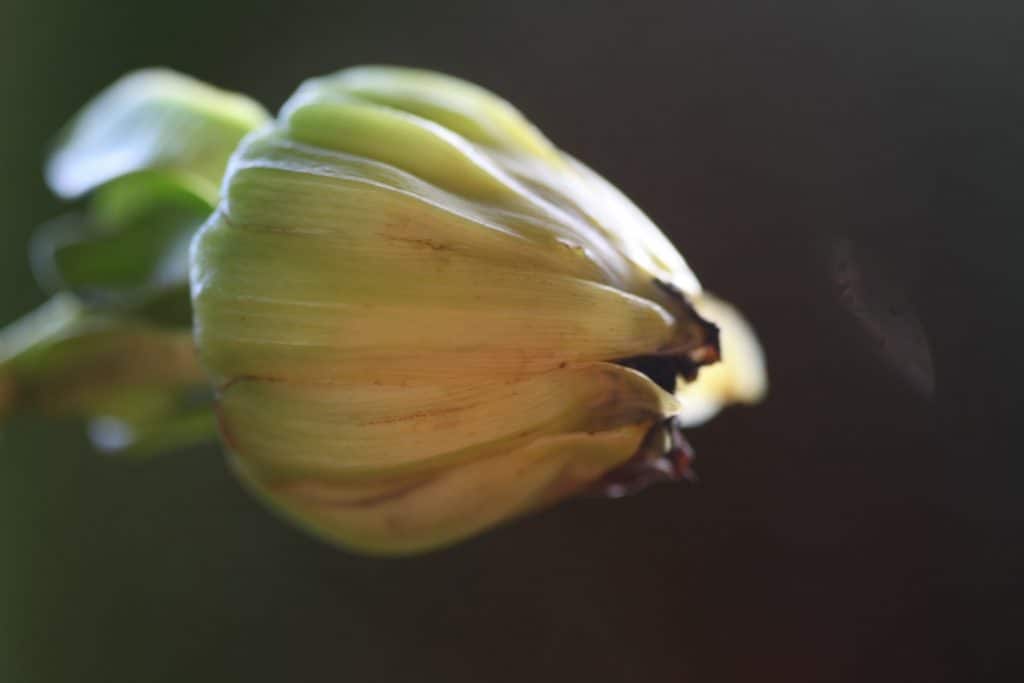 a yellow dahlia seed pod against a dark background