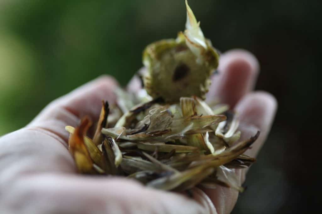 a hand holding dahlia seed pod chaff