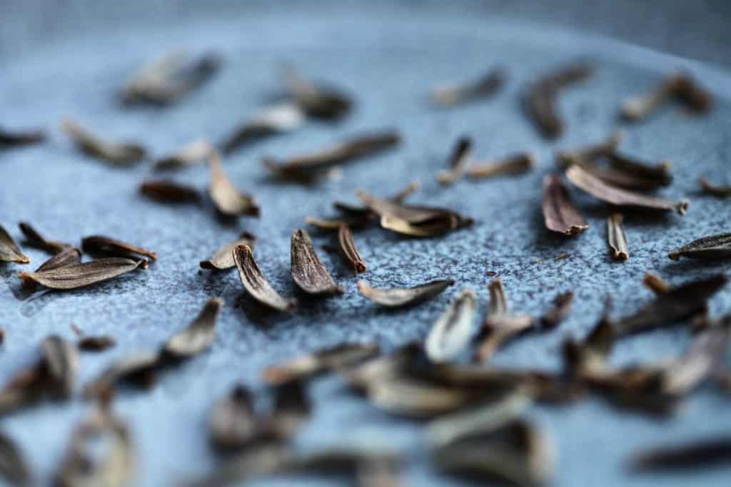dahlia seeds drying on a blue plate