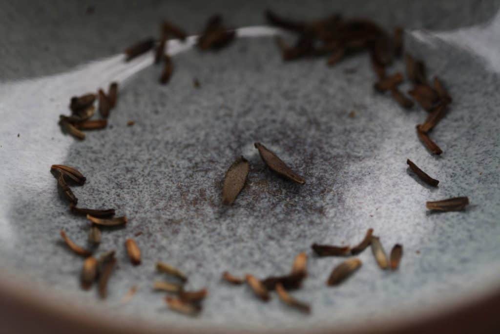 two mature dahlia seeds surrounded by smaller nonviable seeds on a grey plate