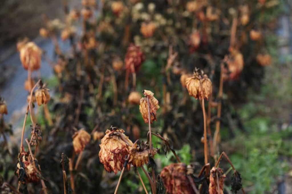 a clump of dahlias blackened by the frost