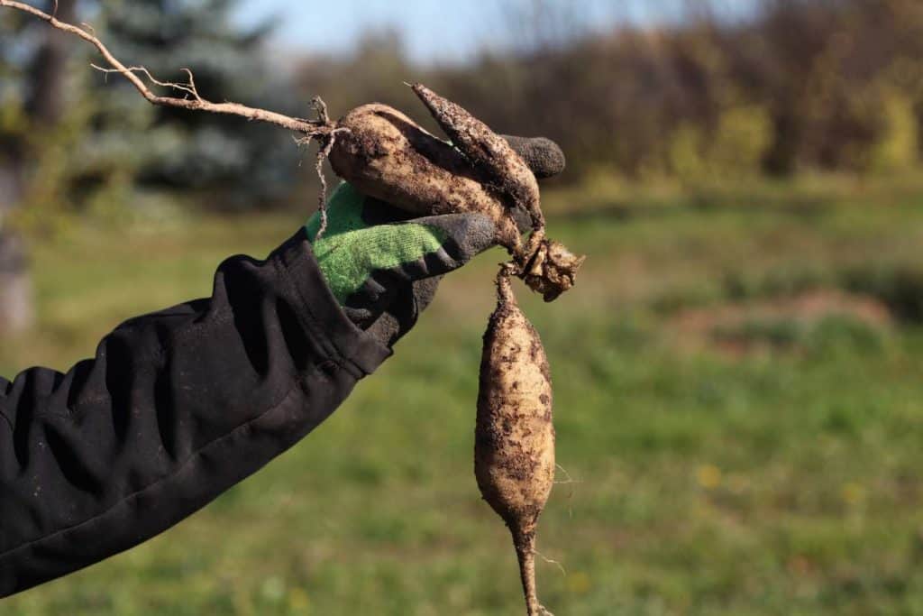 a gloved hand holding up a clump of dahlia tubers with one that has a broken neck that is hanging