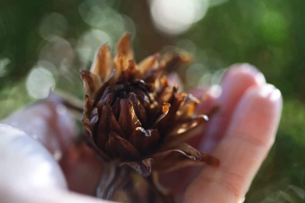 a hand holding a dried brown dahlia seed pod, showing how to collect dahlia seeds