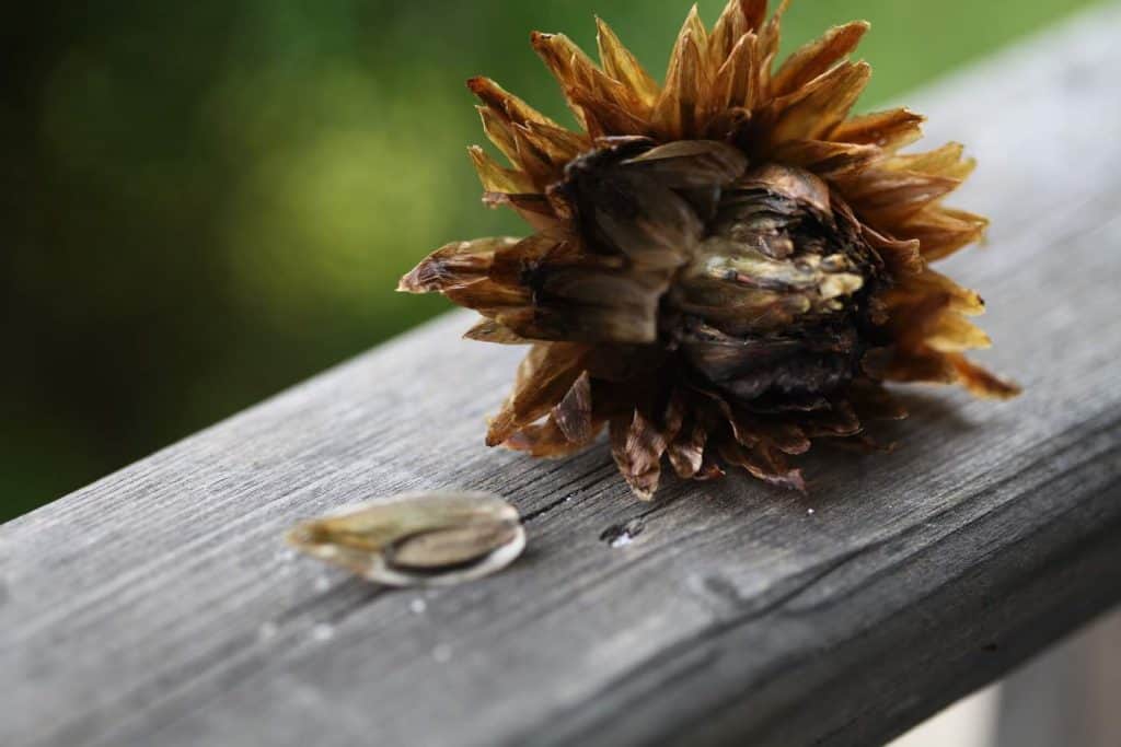 dried dahlia seed pod and seed on a wooden railing