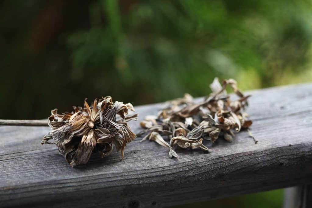 dried zinnia seed head with zinnia seeds and chaff on a wooden railing