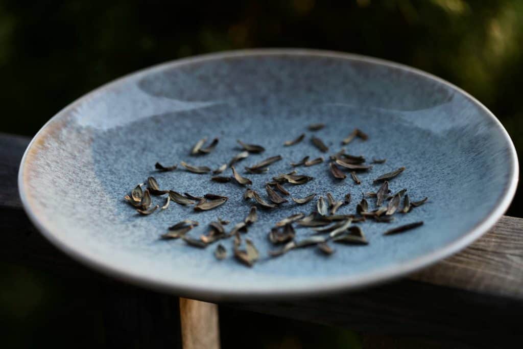 dahlia seeds on a plate drying for twenty four hours before storing