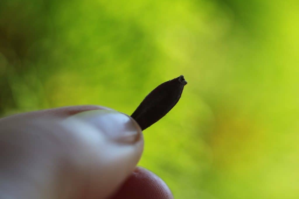 a hand holding a dahlia seed against a blurred green background