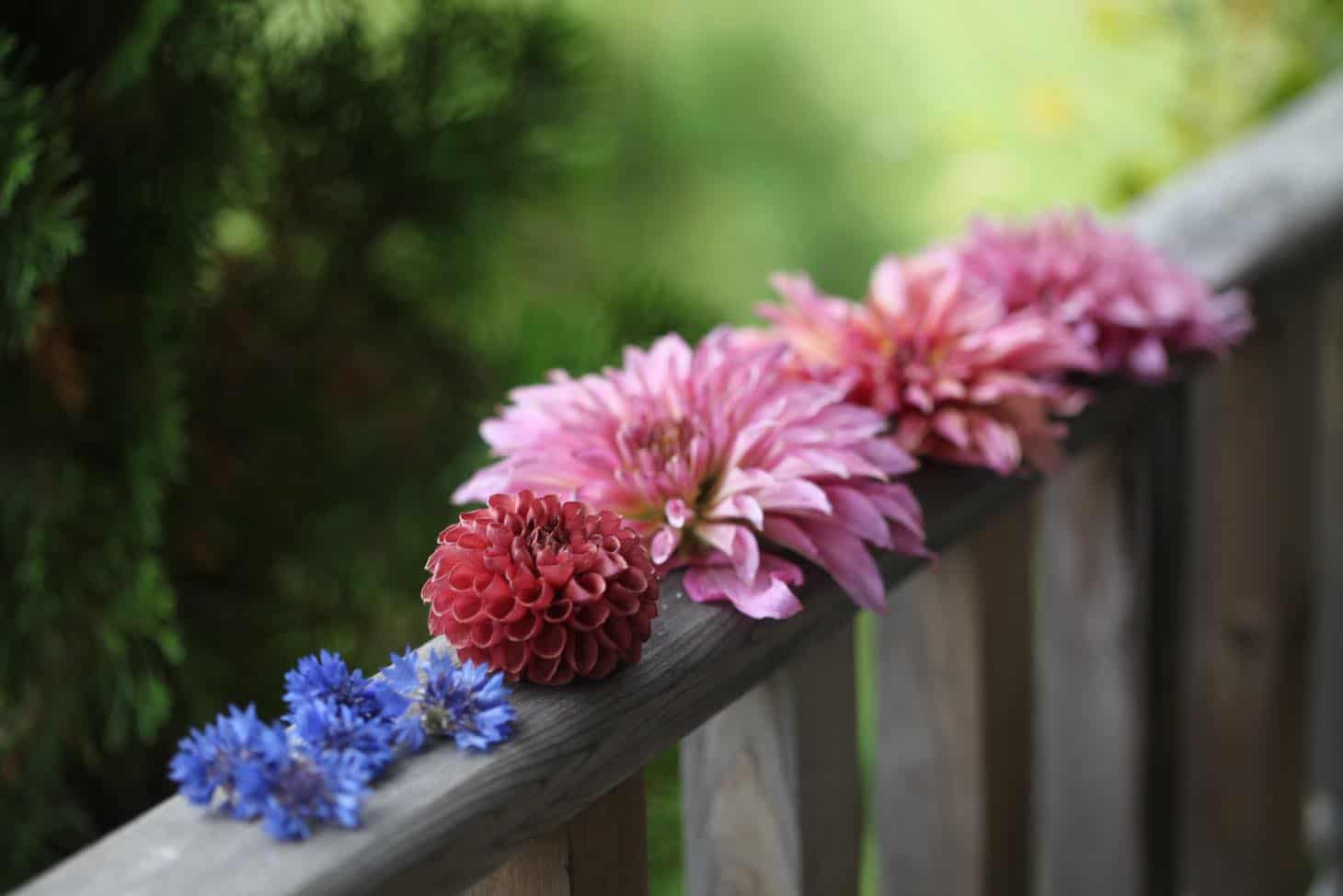 how-to-dry-flowers-with-silica-gel-farmhouse-blooms