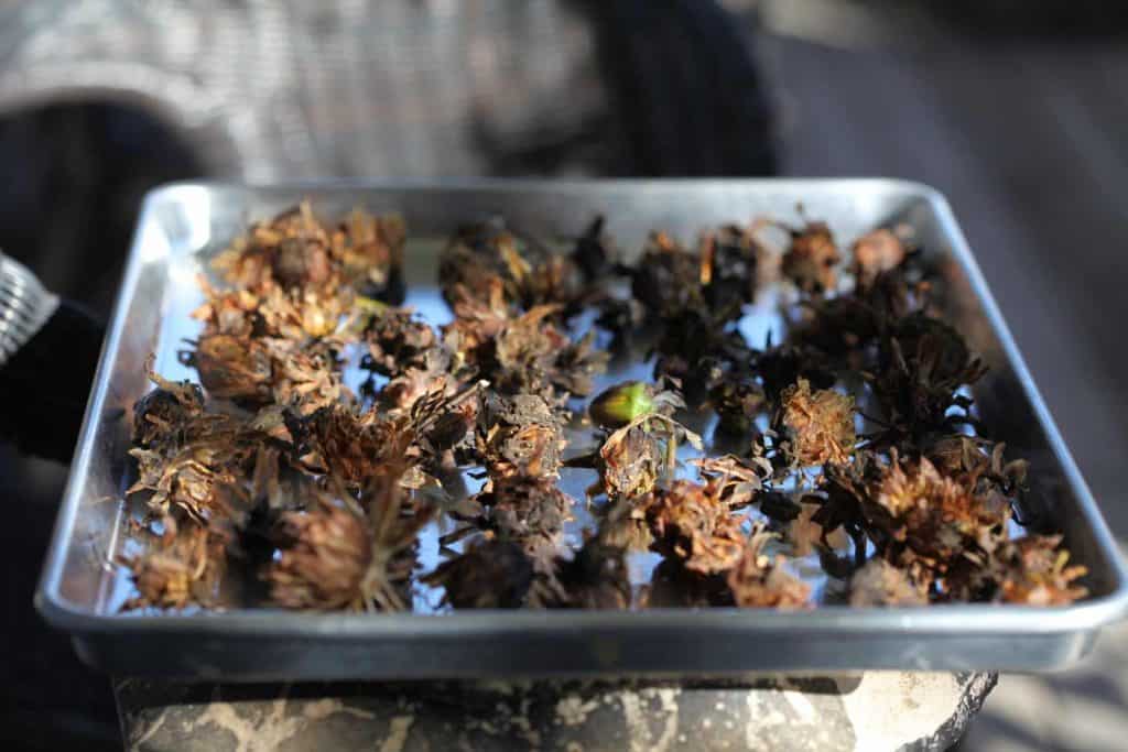 further air dry the seed pods on a pan until they are dried completely