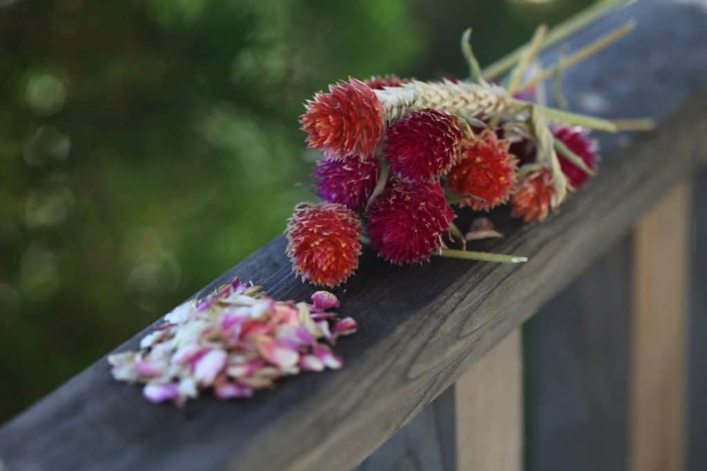 red and orange globe amaranth at maturity and seeds on a wooden railing