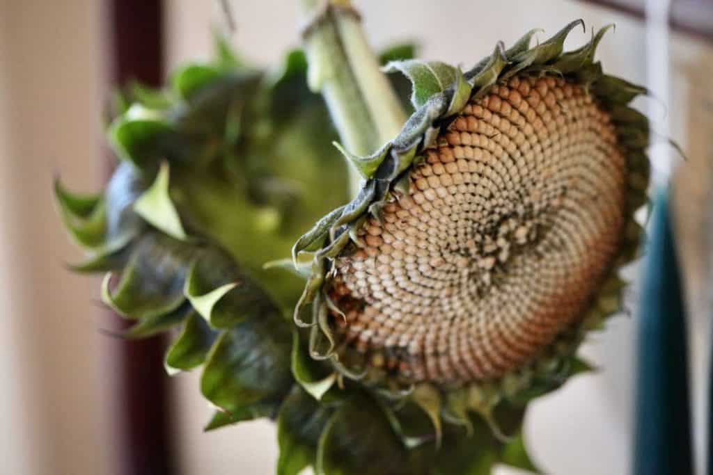 hanging sunflowers to dry on an old washstand