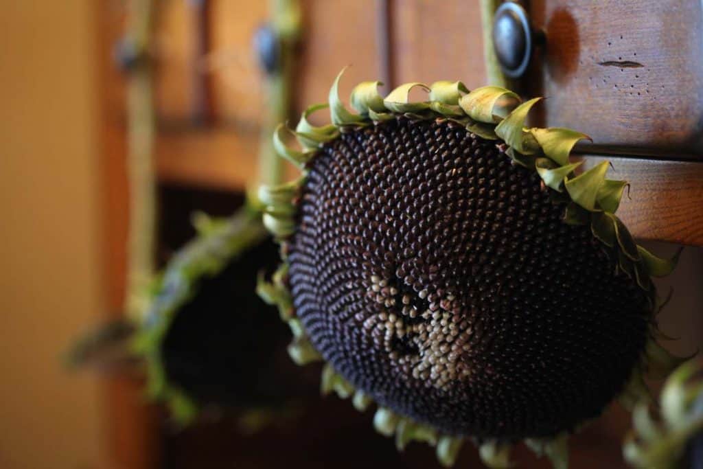 sunflowers with black seed heads hanging to dry on a wooden cupboard