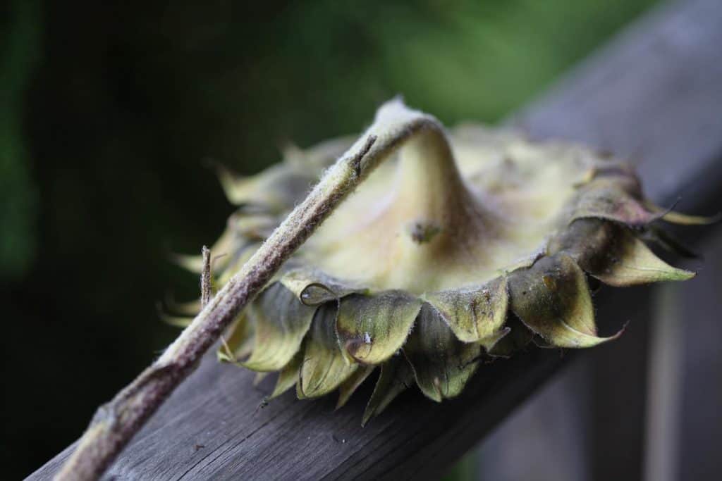 harvest the sunflower and strip the leaves