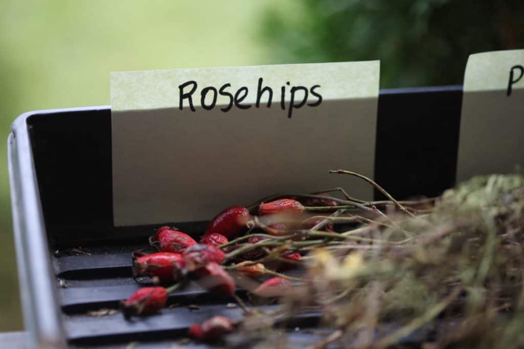 a black tray with red rosehips, showing how to harvest flower seeds