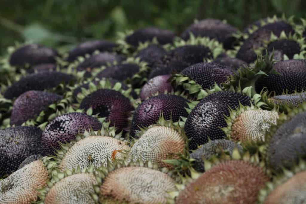 multicoloured sunflower heads in a group being harvested for seed