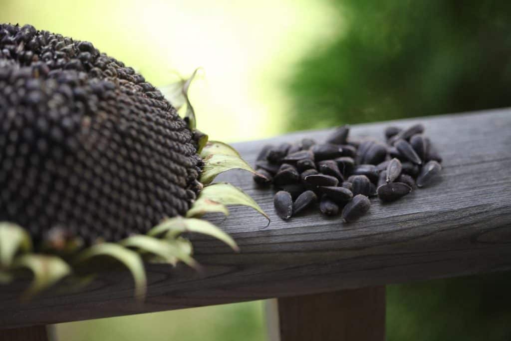 healthy black sunflower seeds and a sunflower head on a grey wooden railing