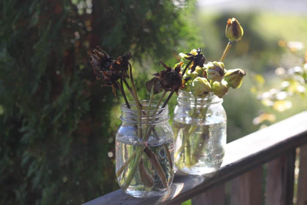 freshly harvested seed pods showing how to collect dahlia seeds