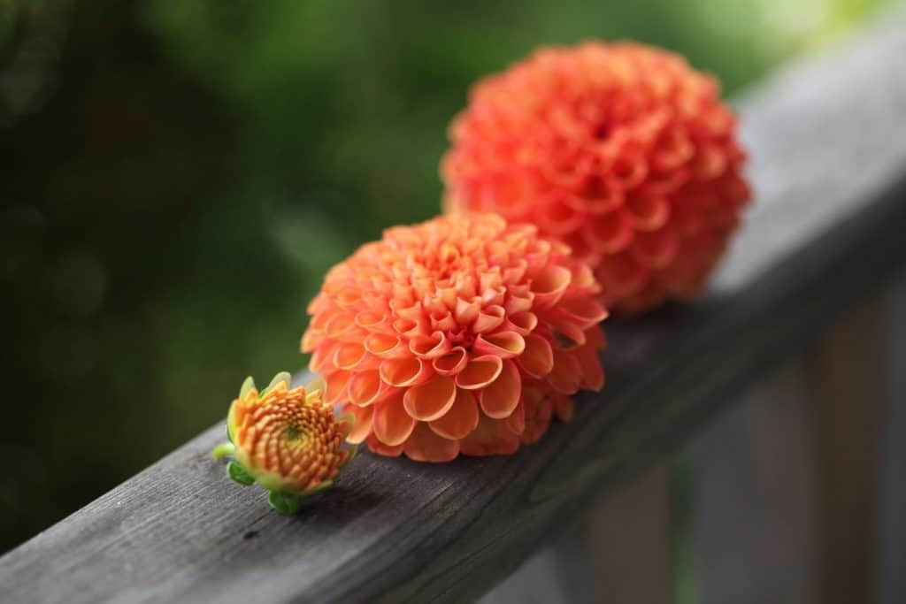 three orange pompom dahlias to be dried with silica gel, on a wooden railing