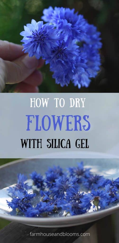 Using silica gel to dry flowers