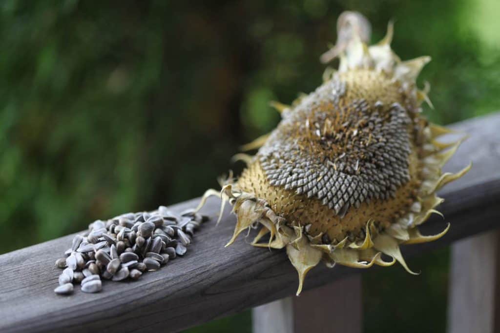 freshly harvested sunflower seeds from a dried sunflower head on a grey wooden railing