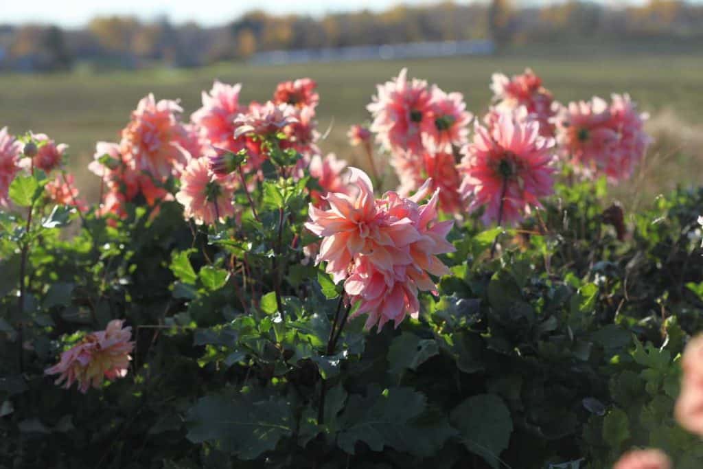 pink labyrinth dahlias growing in the garden