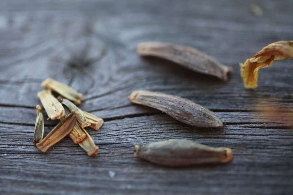 large viable dahlia seeds to the right, and nonviable seeds to the left, on a wooden railing