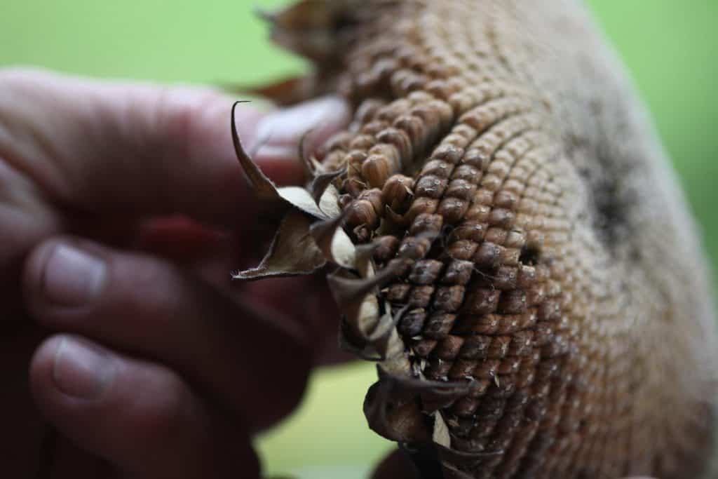 loosen the seeds by rubbing and pulling them