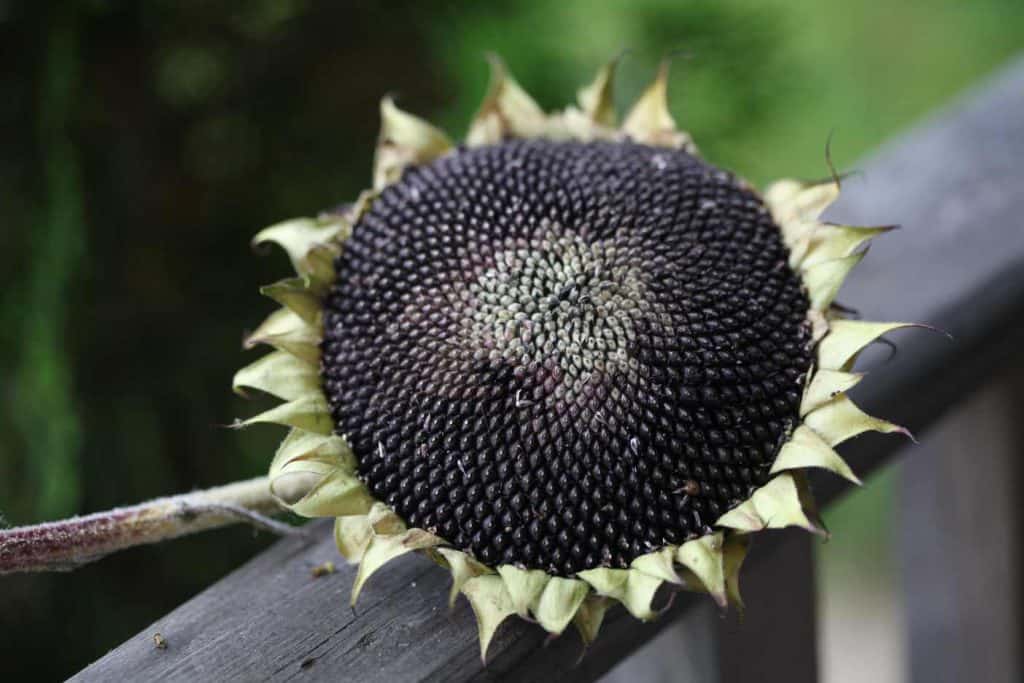 a sunflower with dark seeds in the sunflower head on a wooden railing