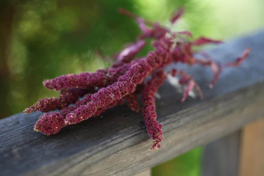 mature bloom of Amaranth Love Lies Bleeding on a wooden railing