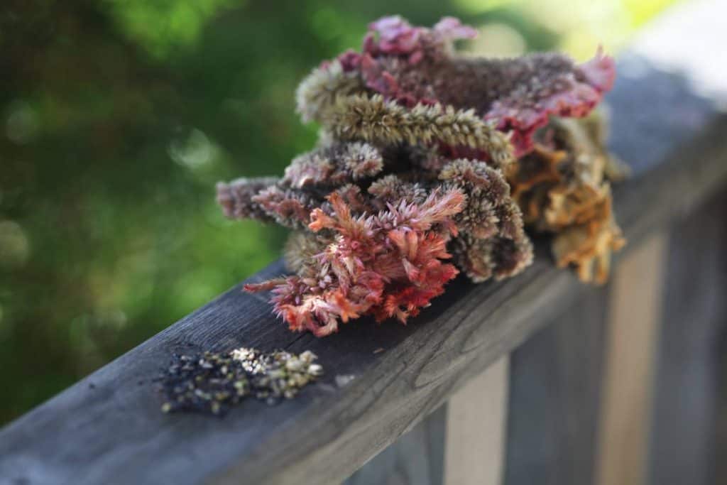 mature celosia blooms and seeds on a wooden railing