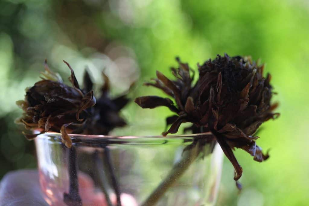 brown dry mature dahlia seed pods against a green blurred background, showing how to collect dahlia seeds