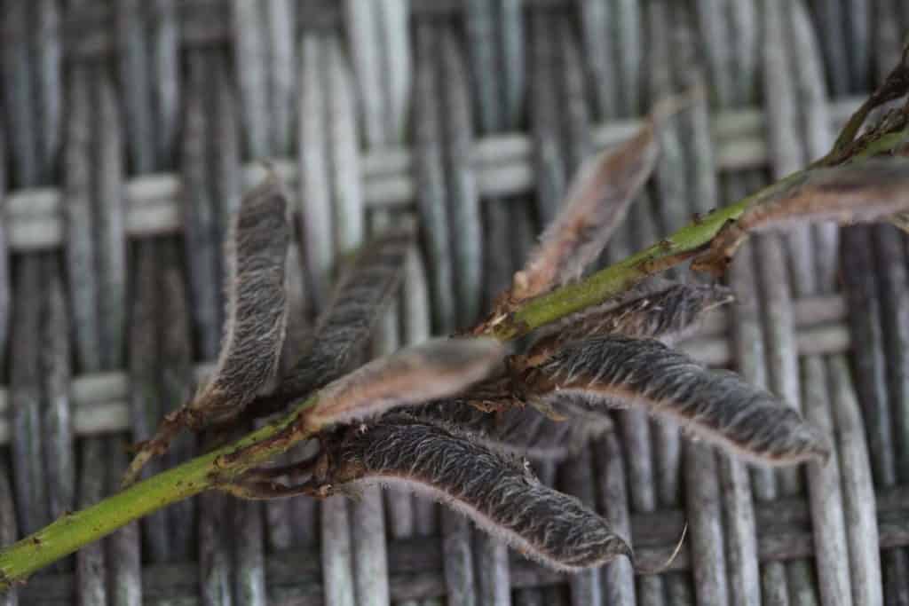mature lupine seed pods on a wicker background, showing how to harvest flower seeds