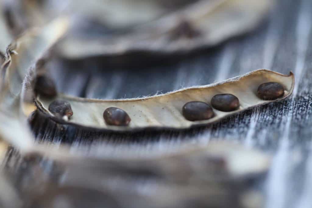 lupine seeds in an open pod on grey wood, showing how to harvest flower seeds