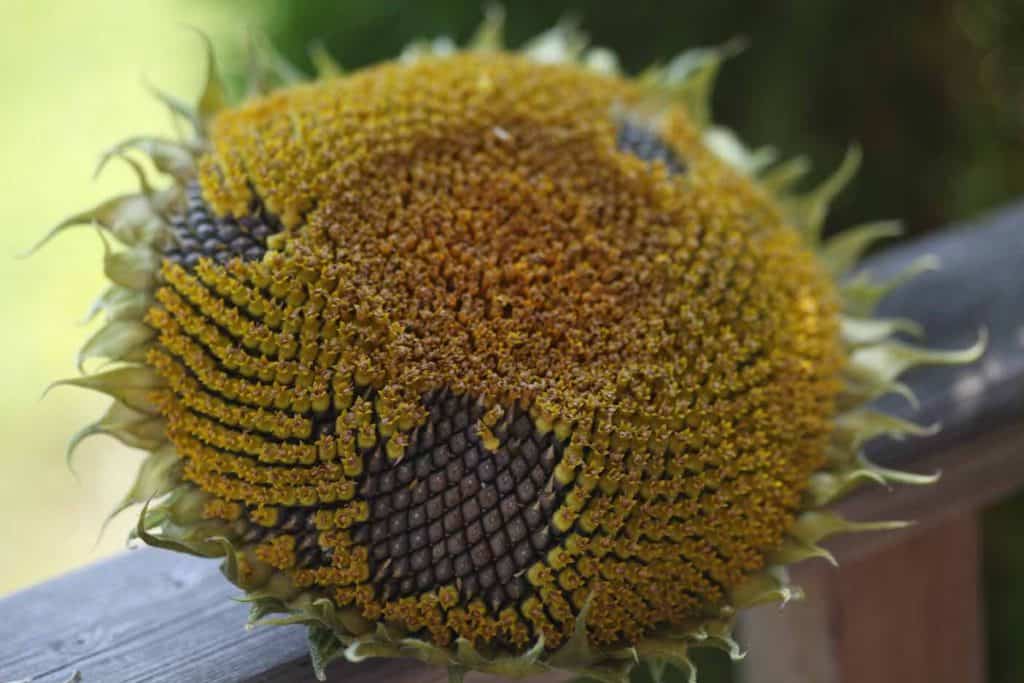 mature sunflower head harvested for seed on a grey wooden railing