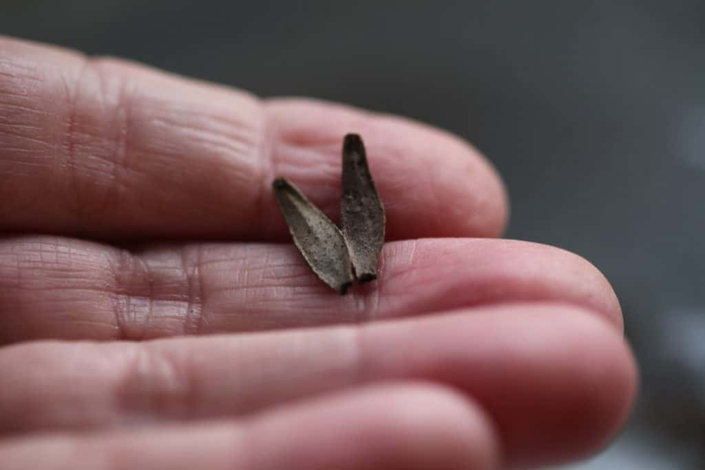 a hand holding mature viable dahlia seeds