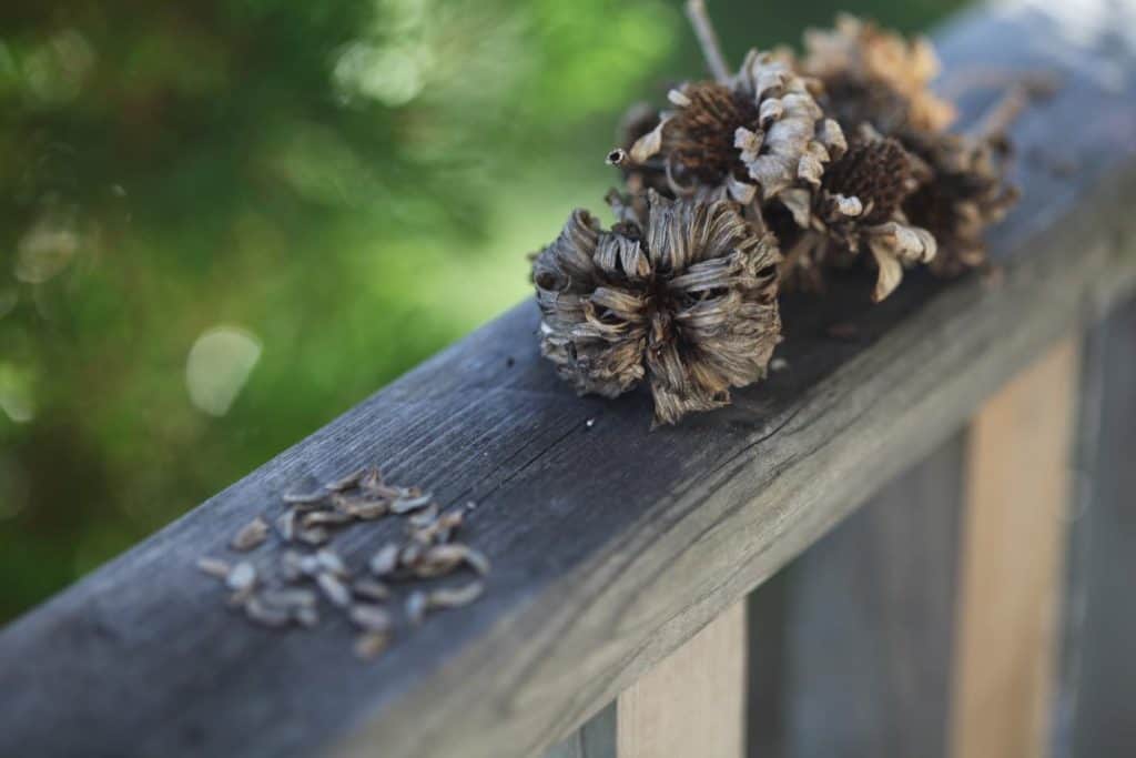 mature zinnia flower heads and seeds on a wooden railing