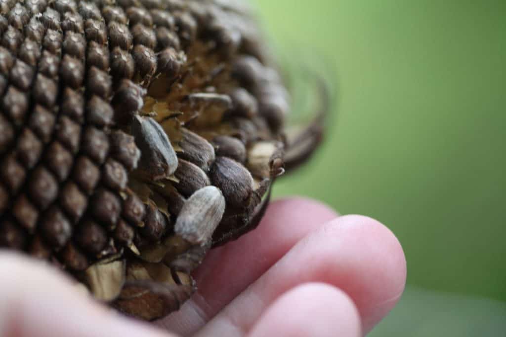 a hand holding a sunflower seed head catching falling seeds