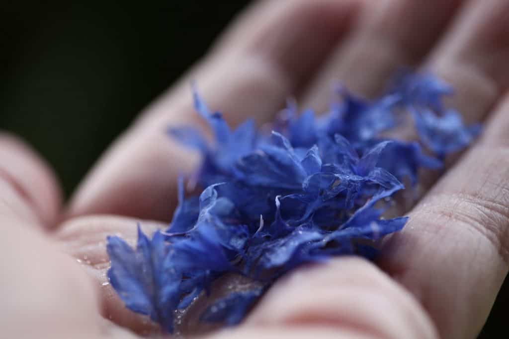 a hand holding blue petals which have fallen off the bachelor button flowers
