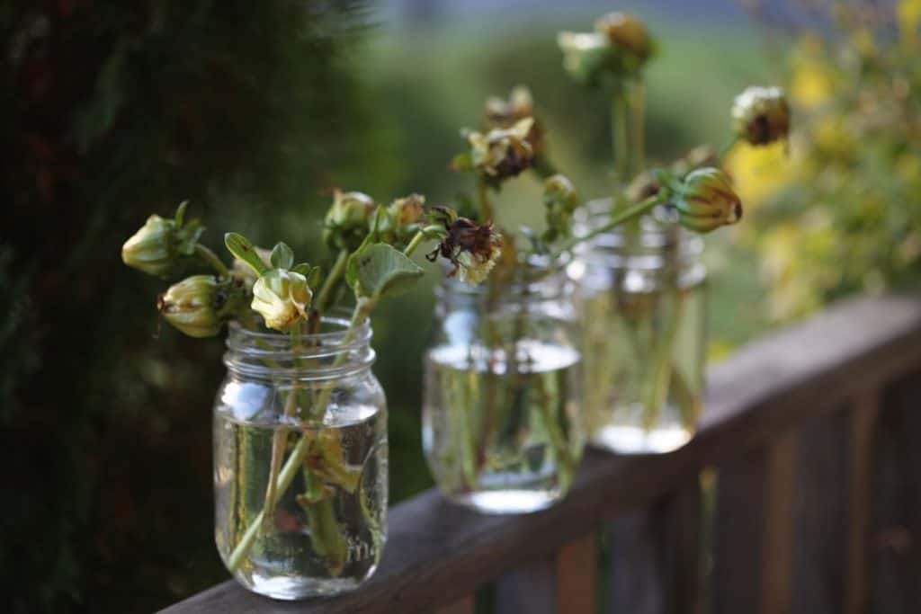 place the seed pods in containers of water for one to two weeks to allow them to dry further